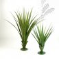 Preview: PANDANUS PLANT MEDIUM 1529N